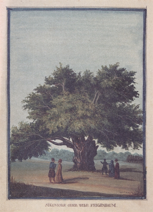 The old sycamore tree